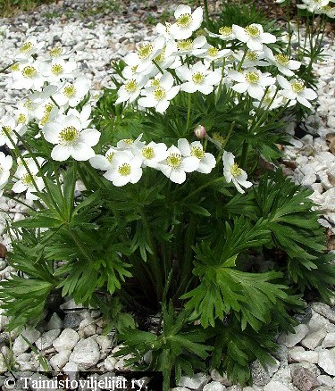  Anemone narcissiflora 